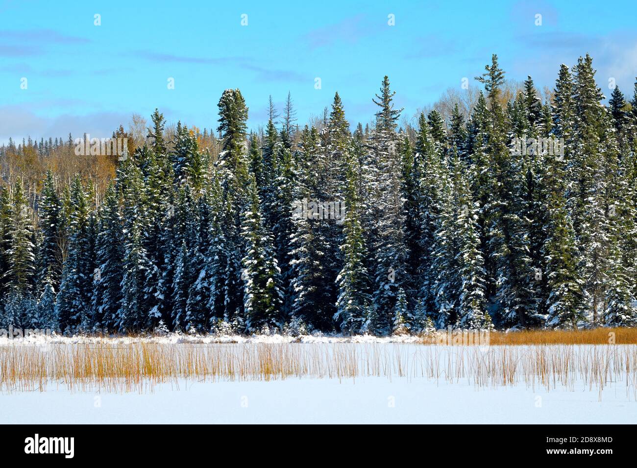 Water frozen conifer forest hi-res stock photography and images - Alamy