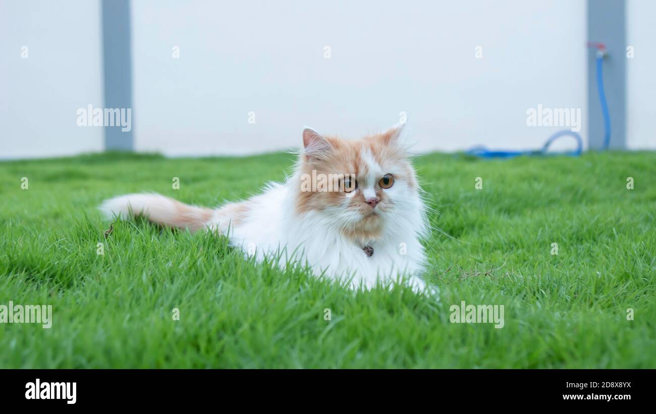 The Persian cat lied on the grass in the lawn Stock Photo - Alamy