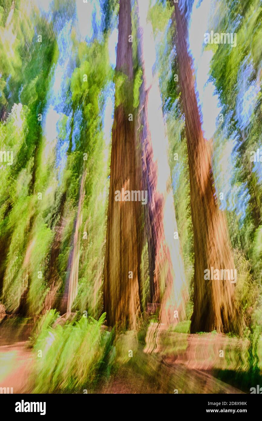 Shades of green, brown and blue captured by vertical panning of tall California Redwood trees with ferns on the forest floor.  Image is abstract but l Stock Photo