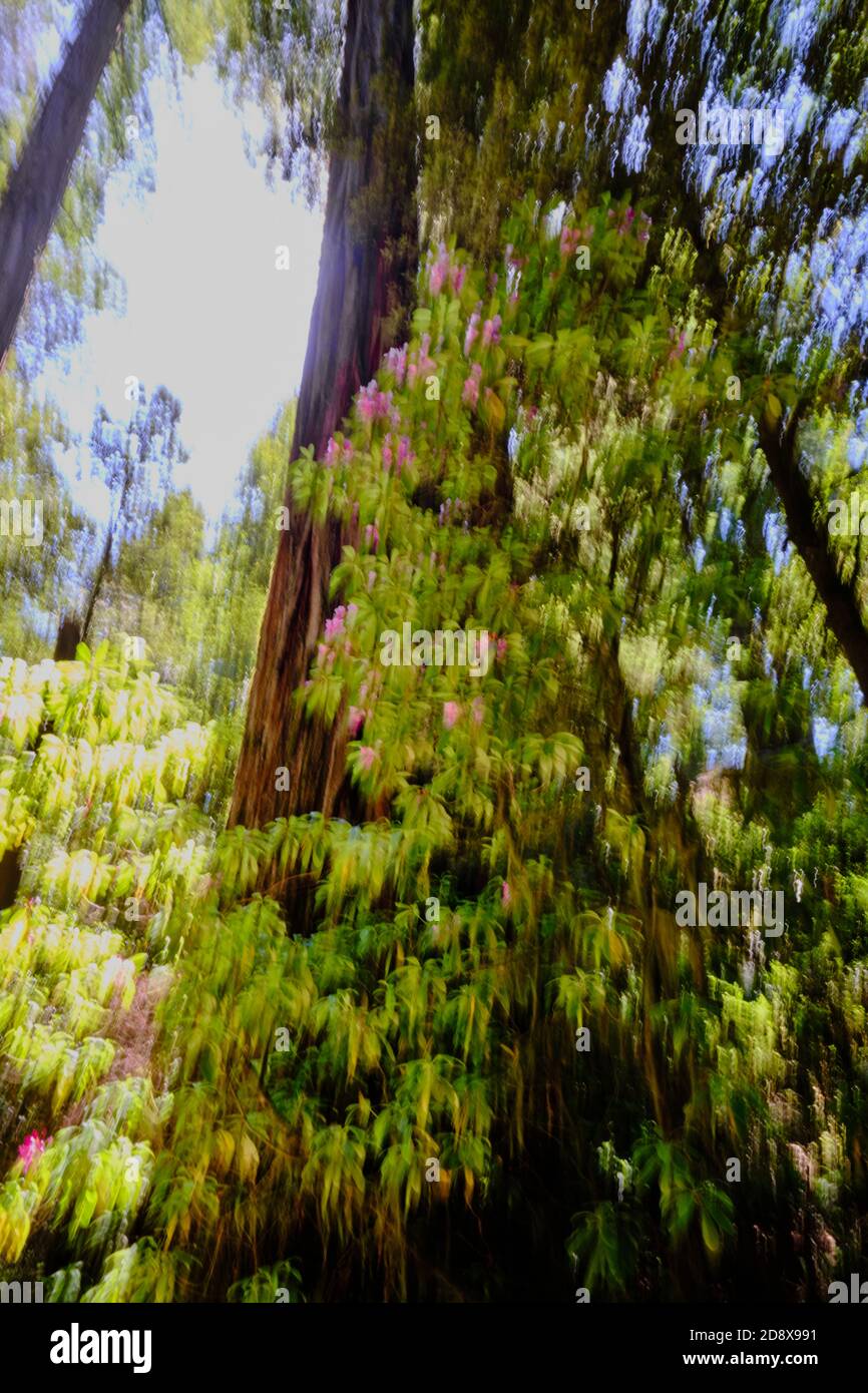 Vertical panning included more height of this straight, tall Redwood tree and pale pink rhododendrons growing at its base.  California Stock Photo