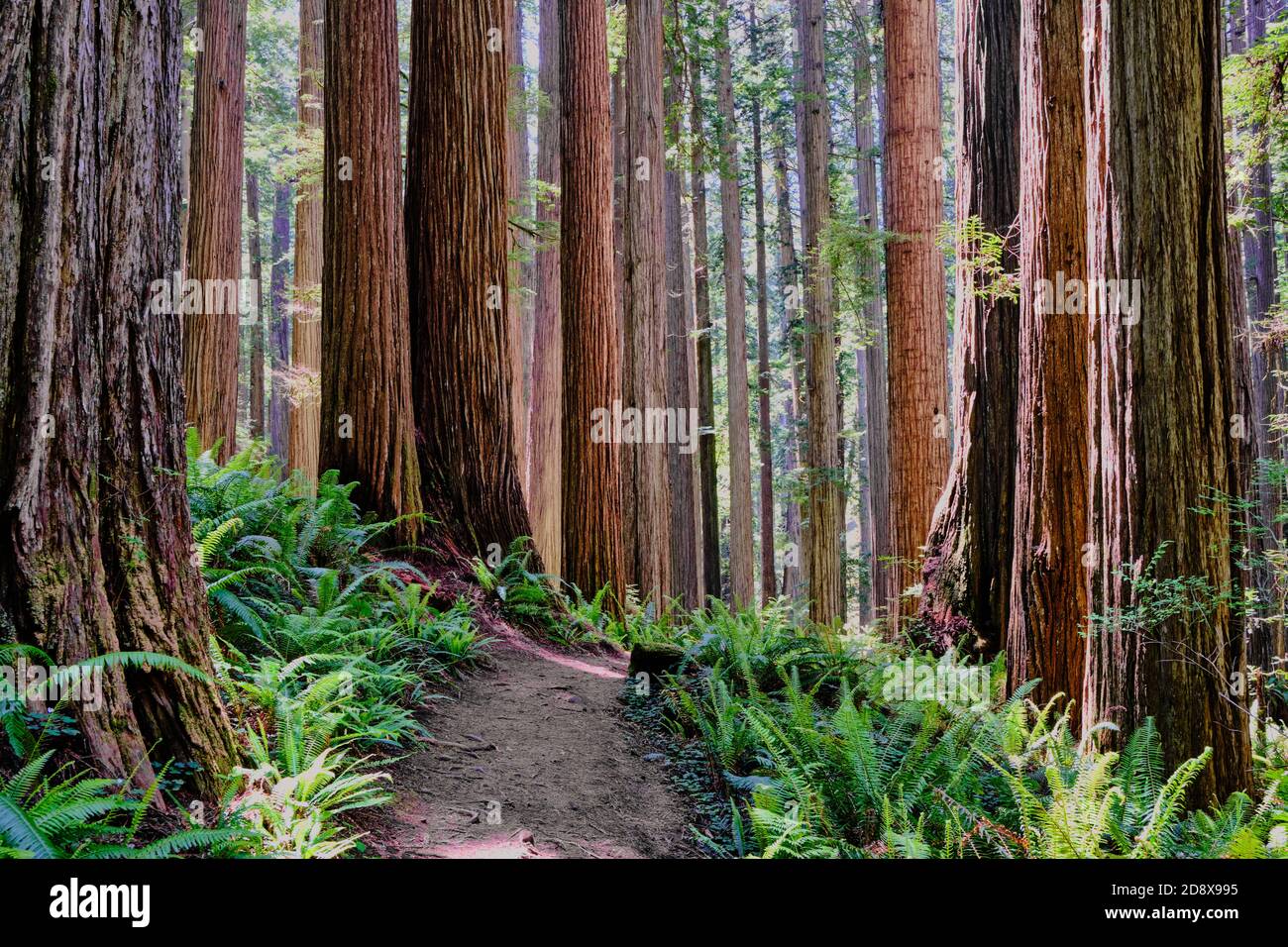 Bright green ferns on forest floor beside hiking trail contrast with very tall, thick and straight trunks of California's mighty Redwoods. Stock Photo