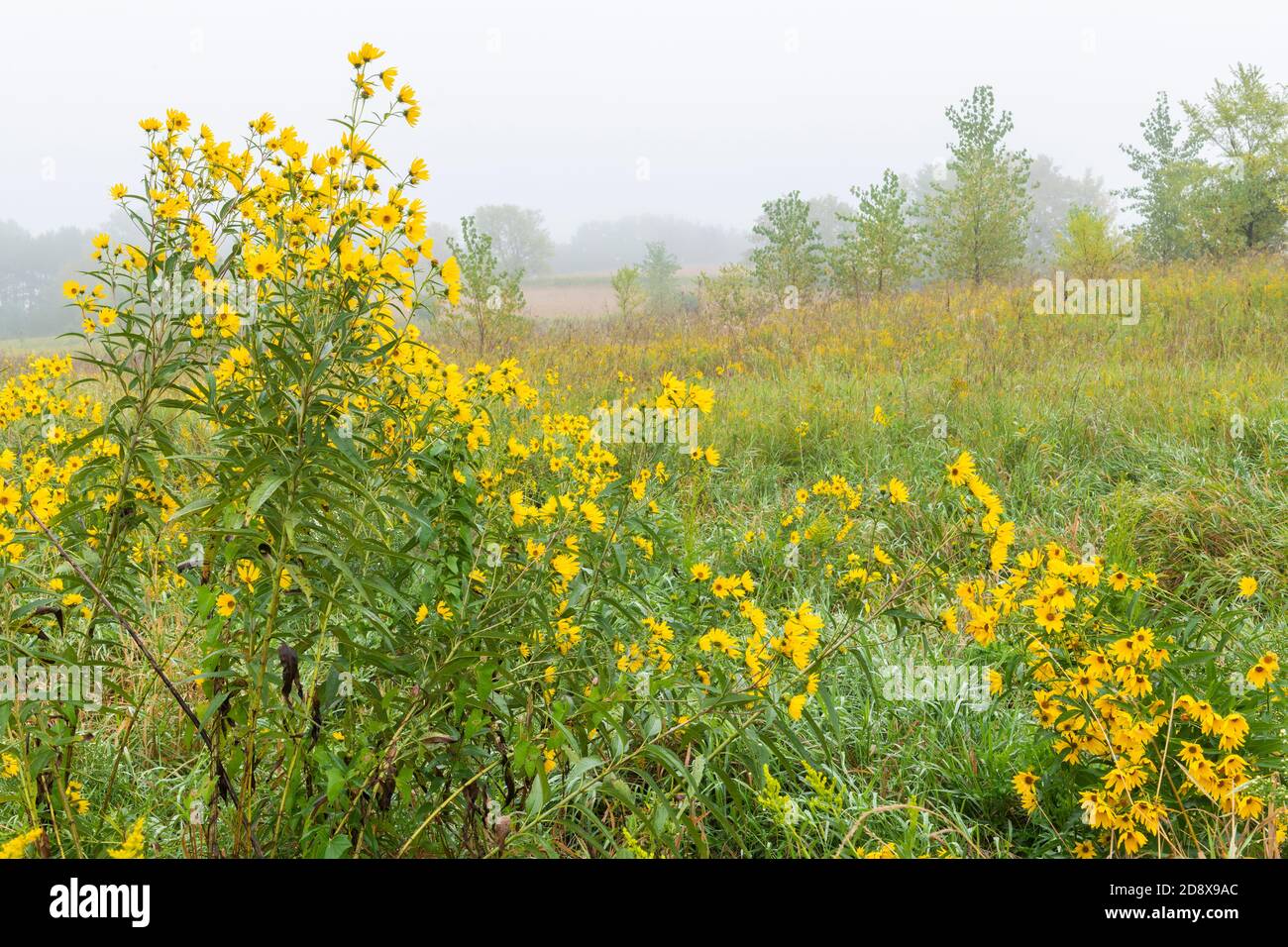 Prairie, late summer, early fall, Minnesota, USA, by Dominique Braud/Dembinsky Photo Assoc Stock Photo