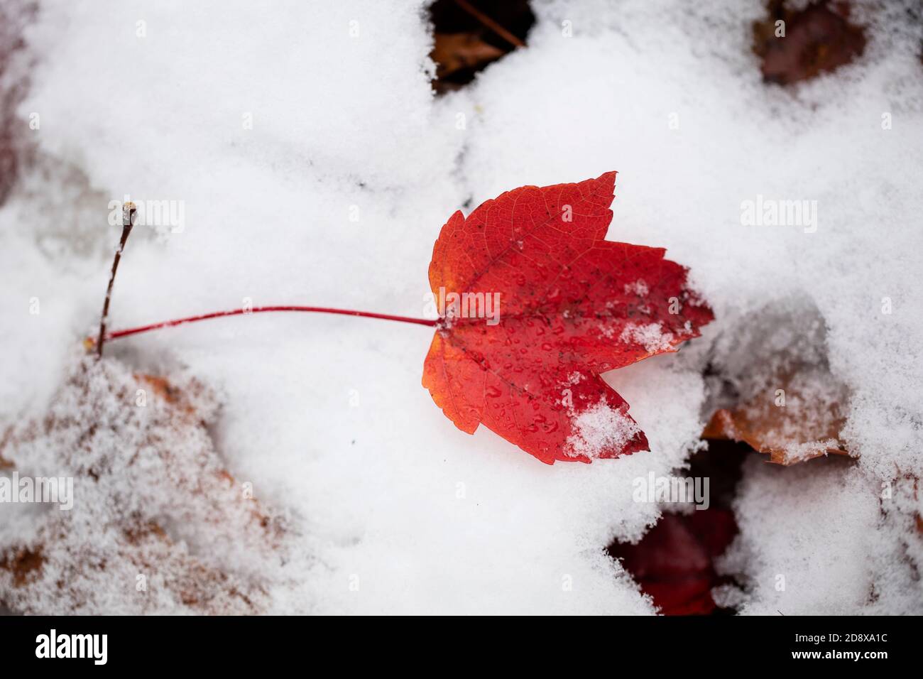 A red maple (acer) leaf lying on the ground covered in October snow in Westford, Massachusetts, USA. Stock Photo