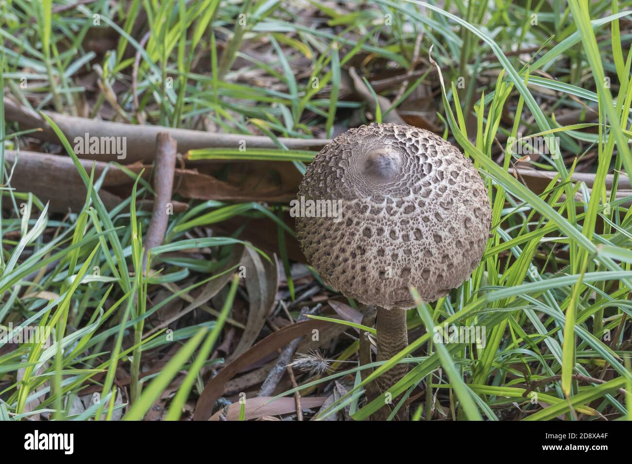 mushroom parasol  macrolepiota procera and green grass in the forest Stock Photo