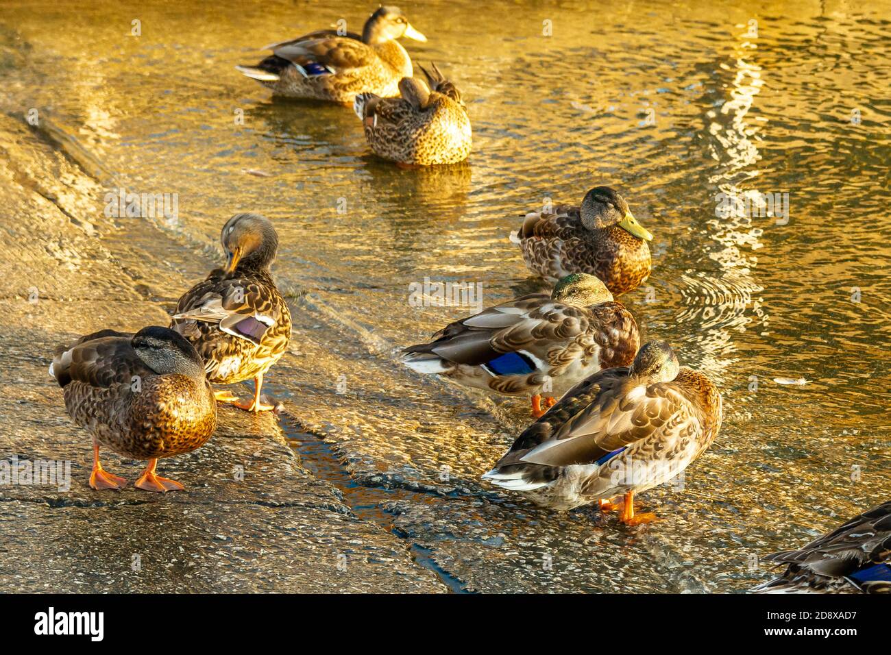 Mallard ducks Stock Photo Alamy