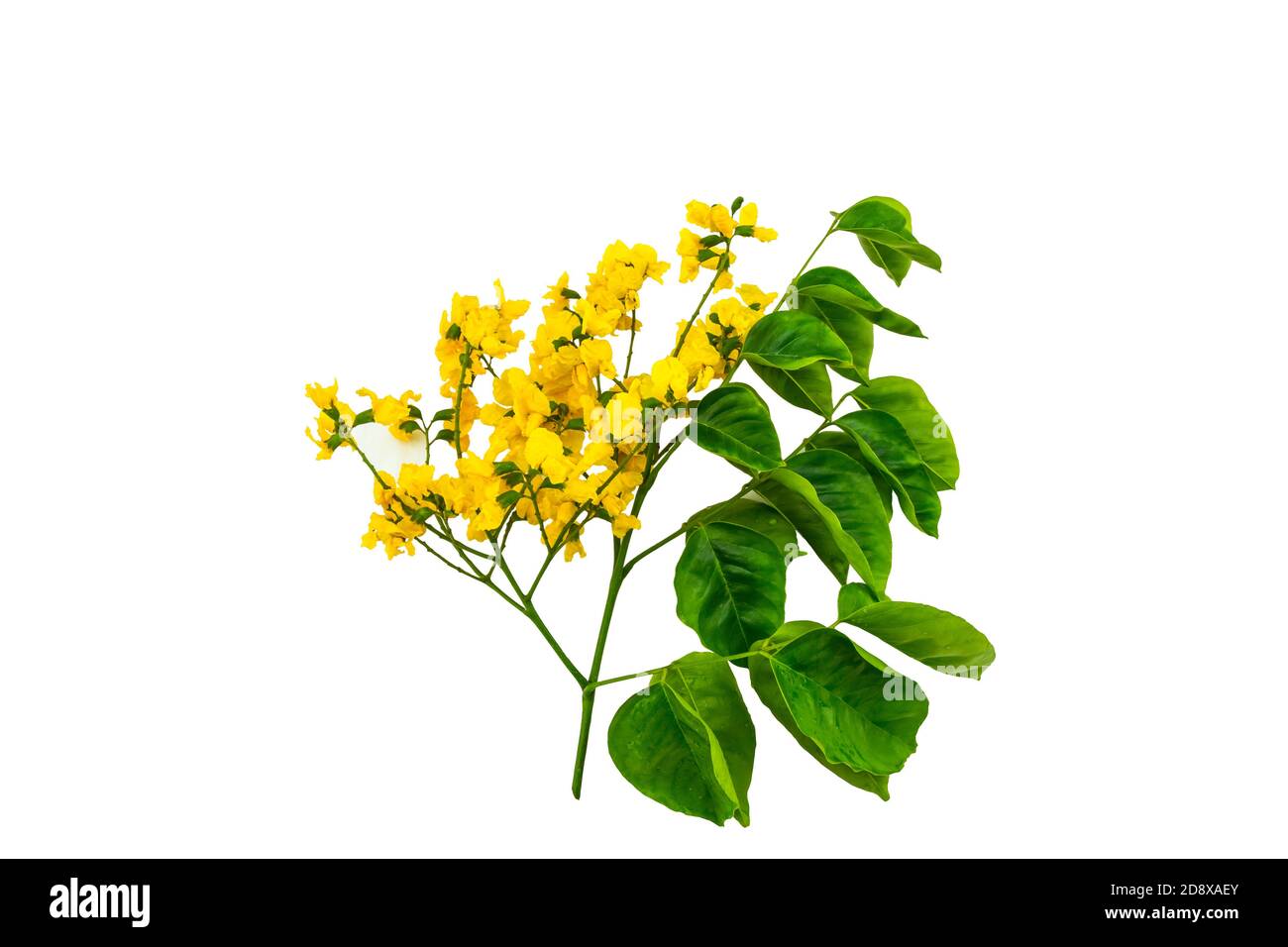 Closed up yellow flower of Burmese Rosewood or Pterocarpus indicus Willd,Burma Padauk and green leaf isolated on white background.Saved with clipping Stock Photo