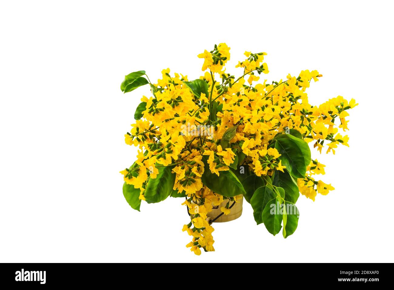 Closed up yellow flower of Burmese Rosewood or Pterocarpus indicus Willd,Burma Padauk and green leaf in vase isolated on white background.Saved with c Stock Photo