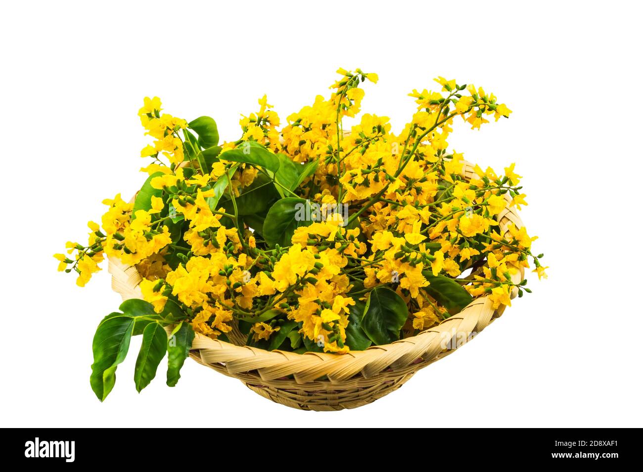 Closed up yellow flower of Burmese Rosewood or Pterocarpus indicus Willd,Burma Padauk and green leaf in bamboo basket isolated on white background.Sav Stock Photo