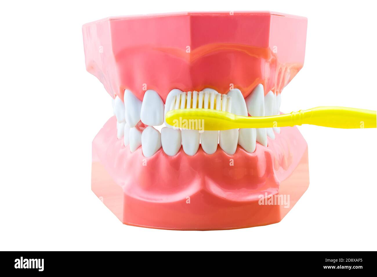 Big tooth model and toothbrush on white background.Saved with clipping path Stock Photo