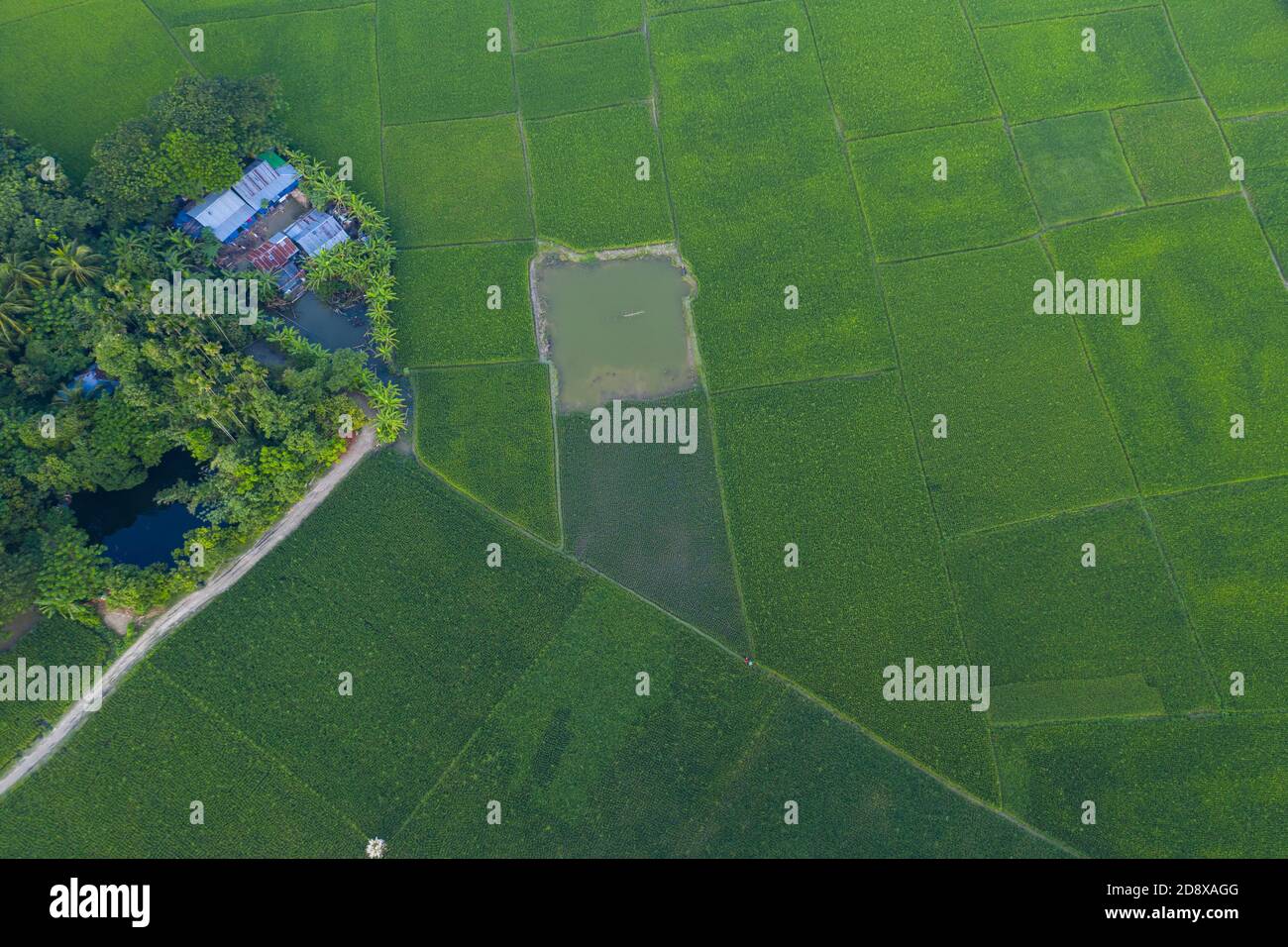 Aerial view of green paddy field at Lakshmipur in Bangladesh. Stock Photo