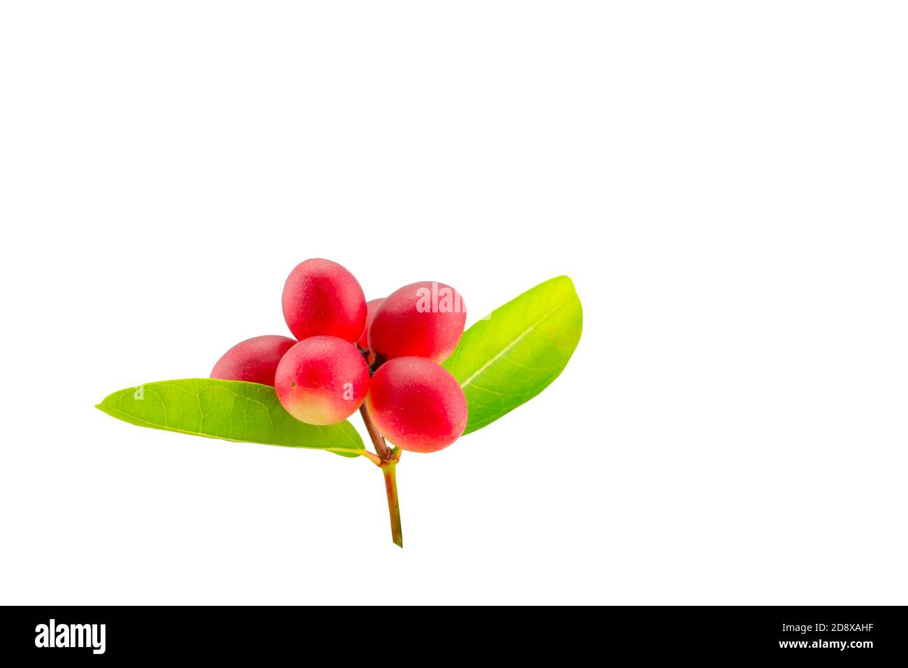 Bengal Currants are fruits Thai herbs with green leaf isolated on white background.Save with clipping path. Stock Photo