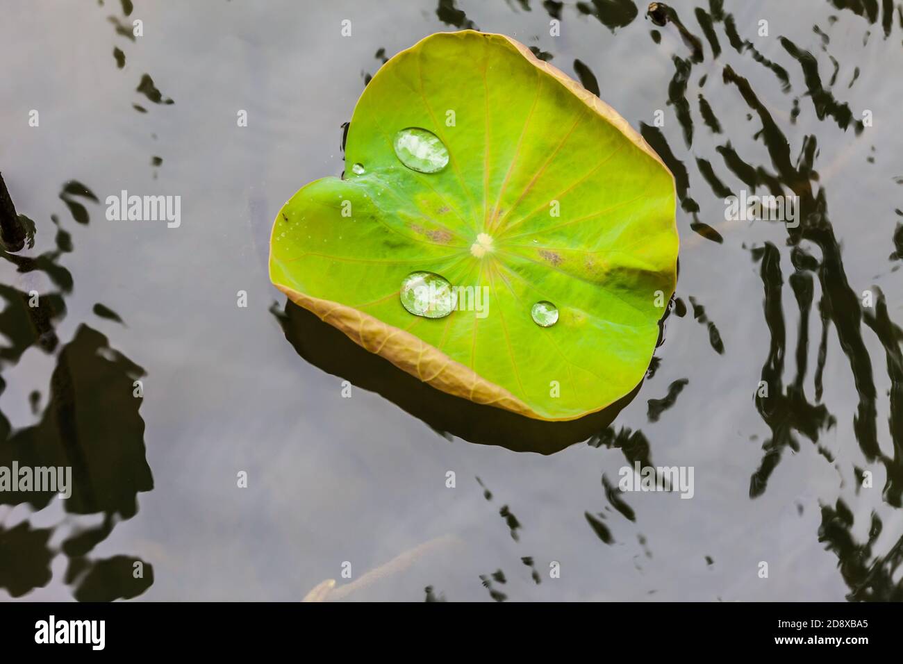 Green Lotus leaf with water drop as background Stock Photo - Alamy