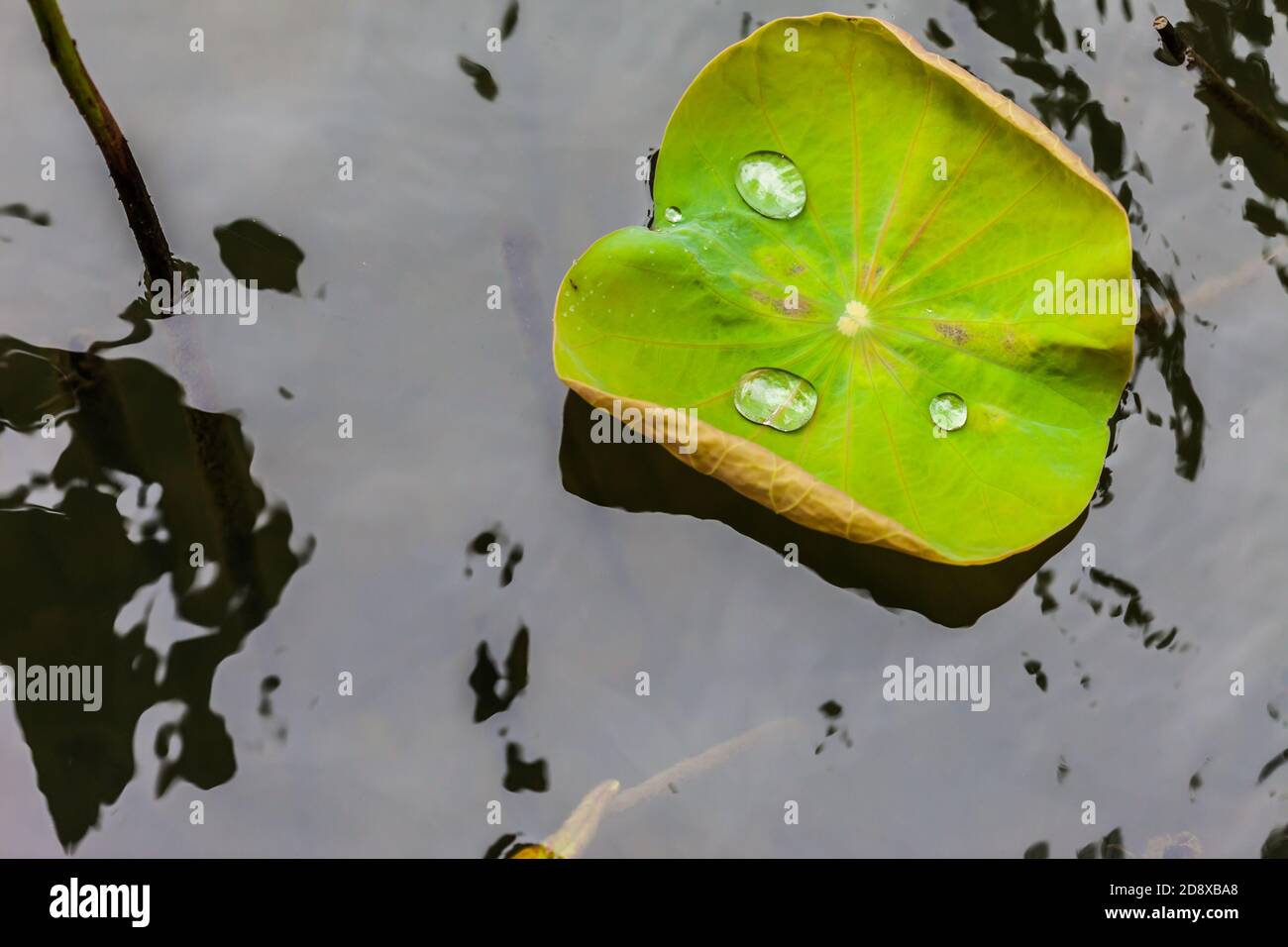 Green Lotus leaf with water drop as background Stock Photo - Alamy