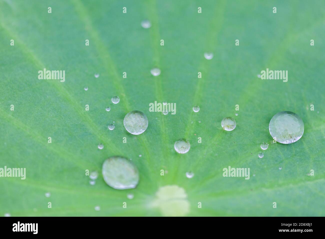 Green Lotus leaf with water drop as background Stock Photo - Alamy