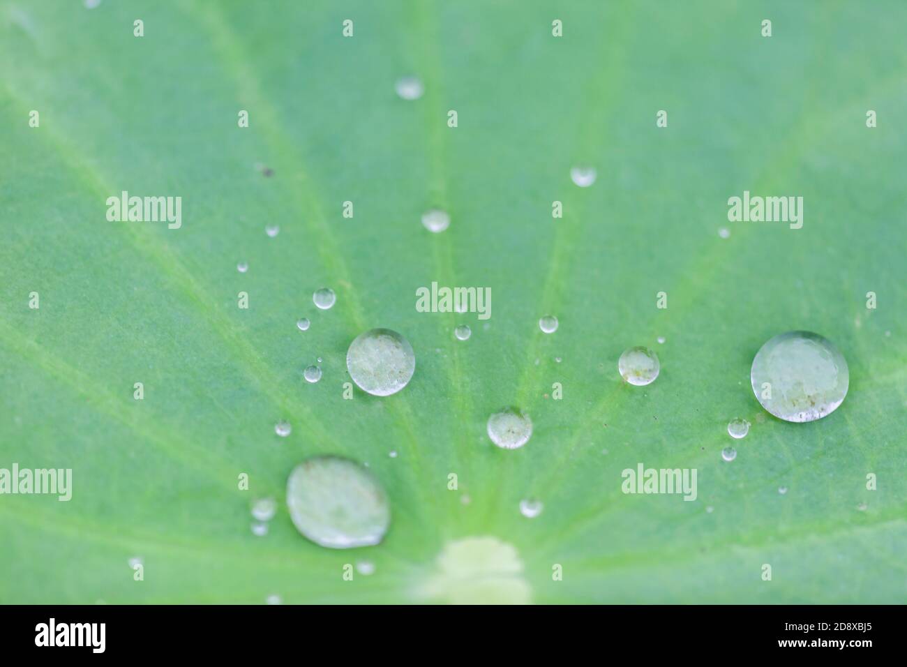 Green Lotus leaf with water drop as background Stock Photo - Alamy