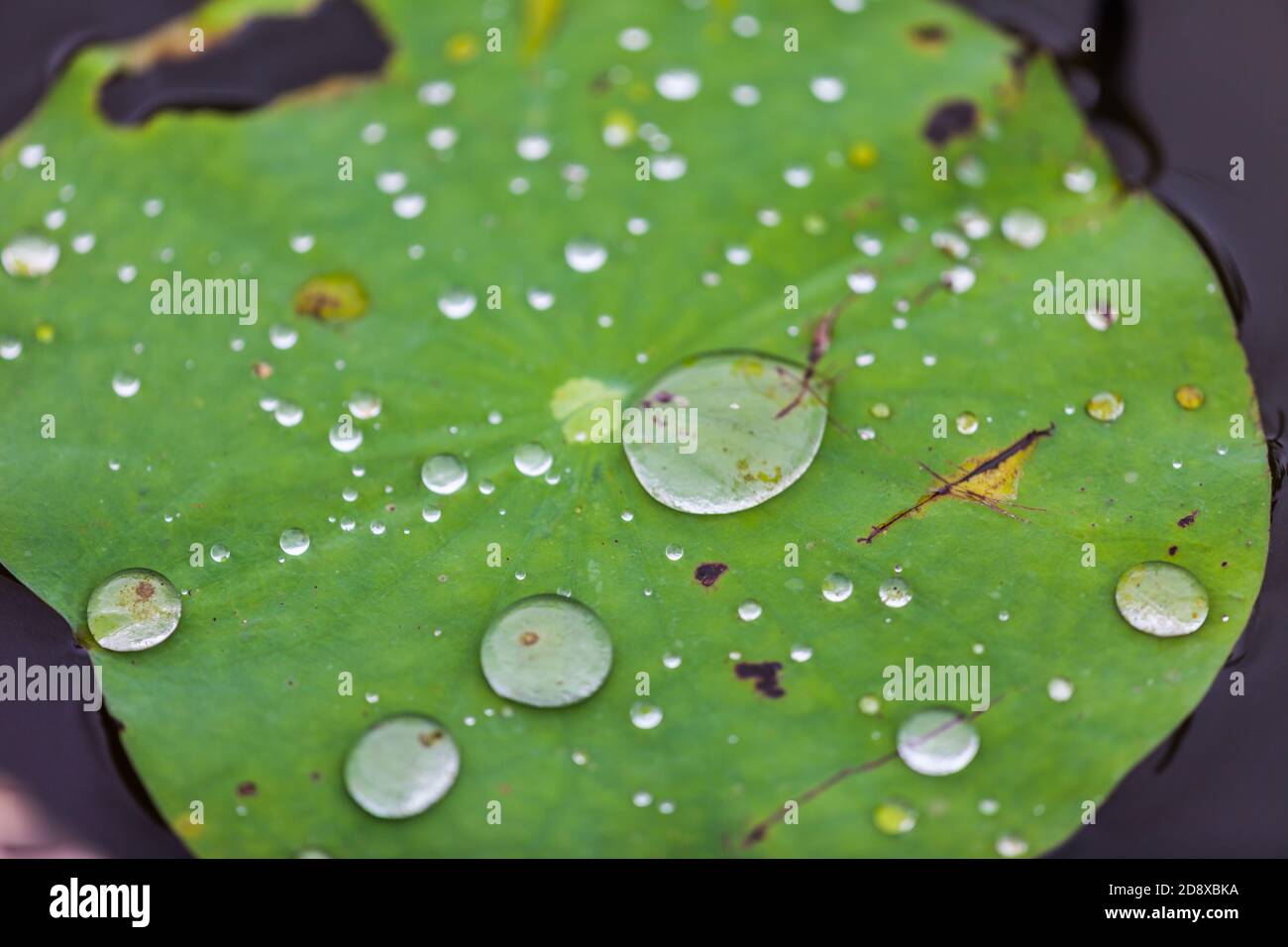 Green Lotus leaf with water drop as background Stock Photo - Alamy