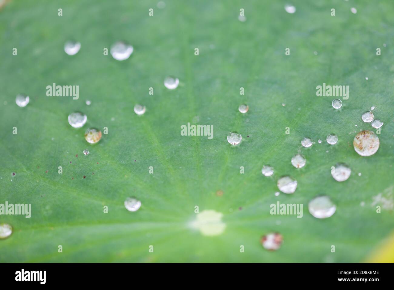 Green Lotus leaf with water drop as background Stock Photo - Alamy