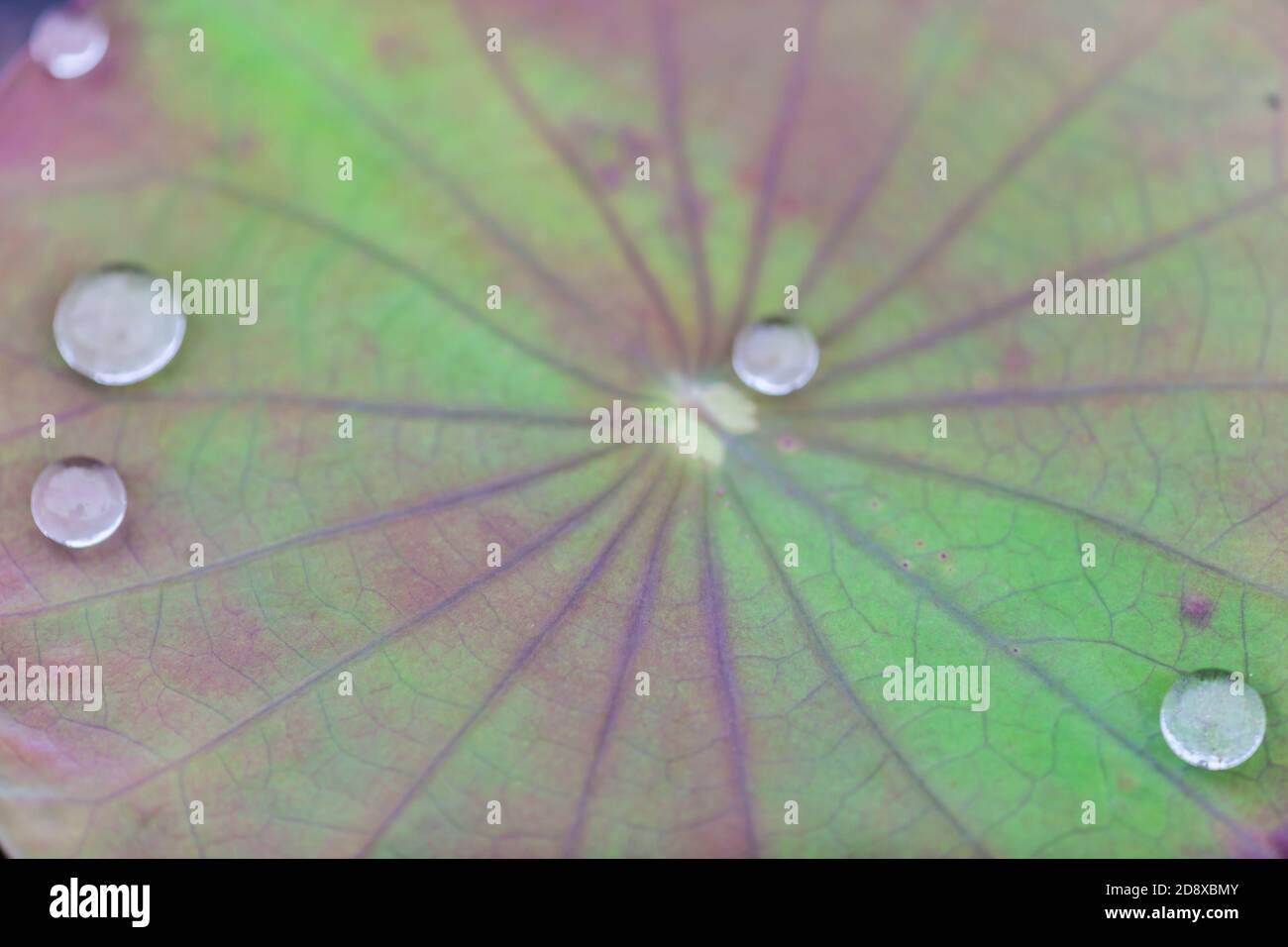 Green Lotus leaf with water drop as background Stock Photo - Alamy