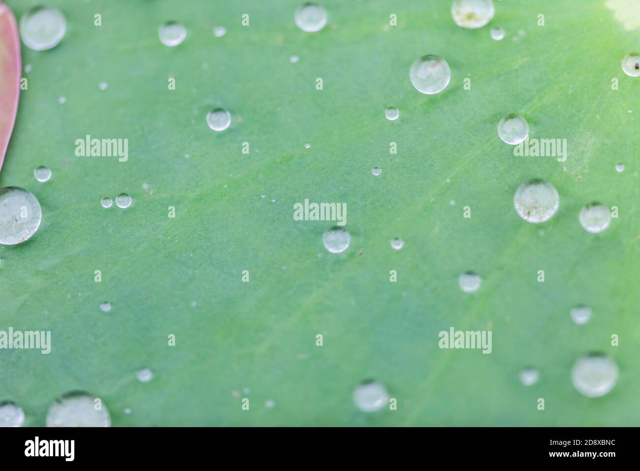 Green Lotus leaf with water drop as background Stock Photo - Alamy