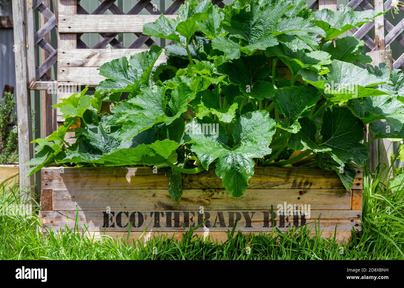 Sign on garden raised bed, Eco Therapy Bed,  gardening for mental health, getting back to nature concept Stock Photo
