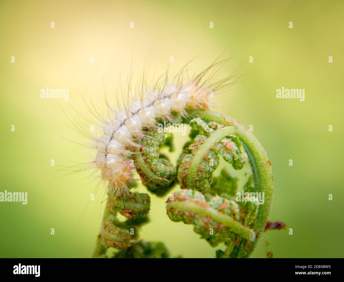 light hairy caterpillar on young shoots of bracken fern, selective focus Stock Photo