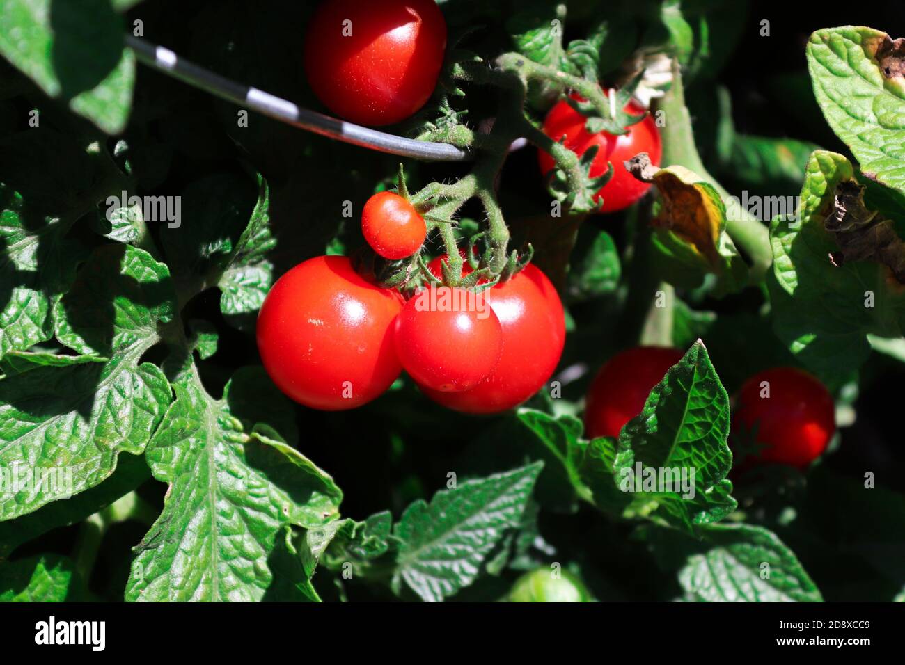 Closeup of ripe cherry tomatoes growing on a plant Stock Photo - Alamy