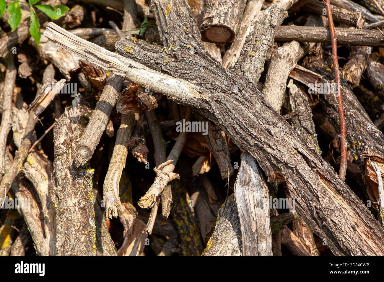 Brushwood Background Dry Tree Branches In A Pile Stock Photo Alamy
