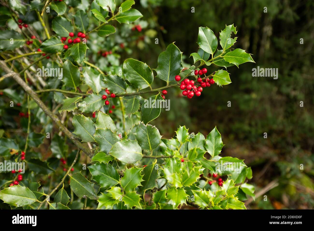 Holly Tree Arbuste De Houx French Countryside Mor Stock Photo Alamy Holly Tree Arbuste De Houx French Countryside Mor Stock Photo Alamy