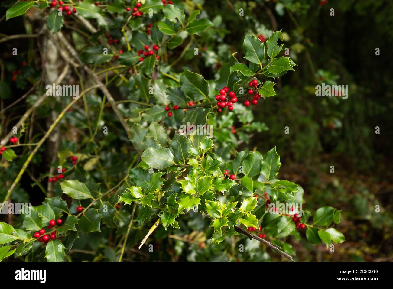 Arbuste High Resolution Stock Photography And Images Alamy