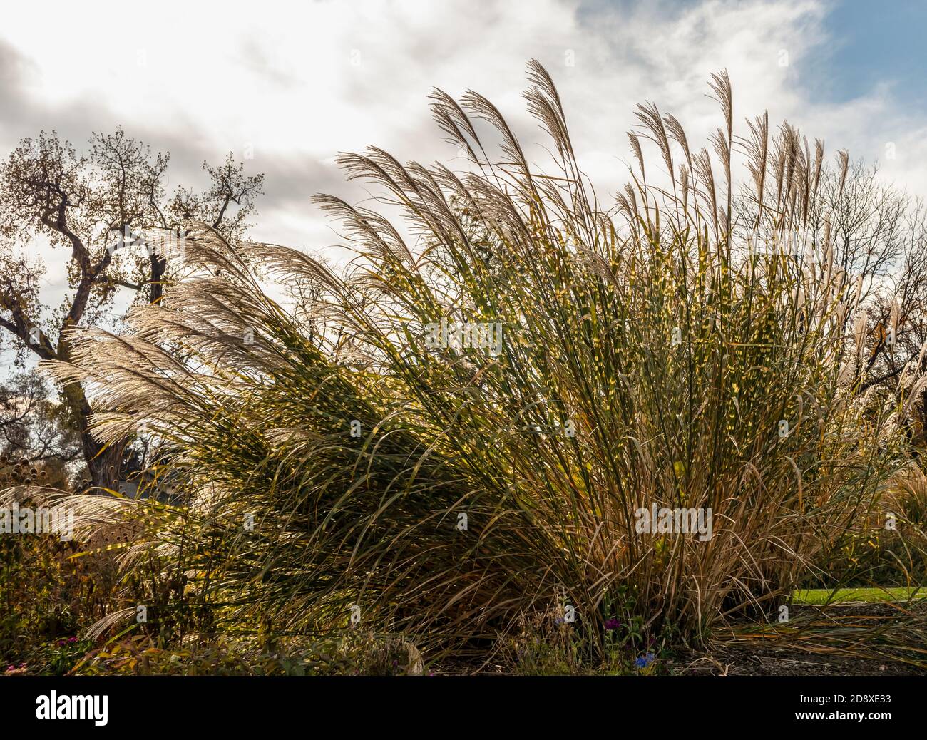 Pampas grass against the cloudy sky in Washington Park, Denver