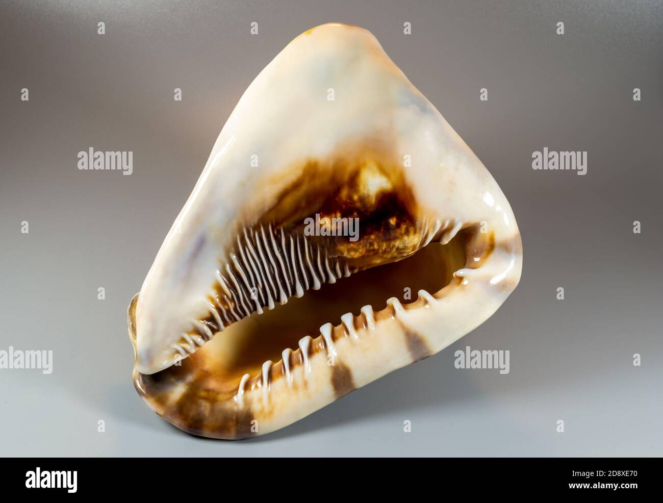 Big bright seashell on the gray background Stock Photo