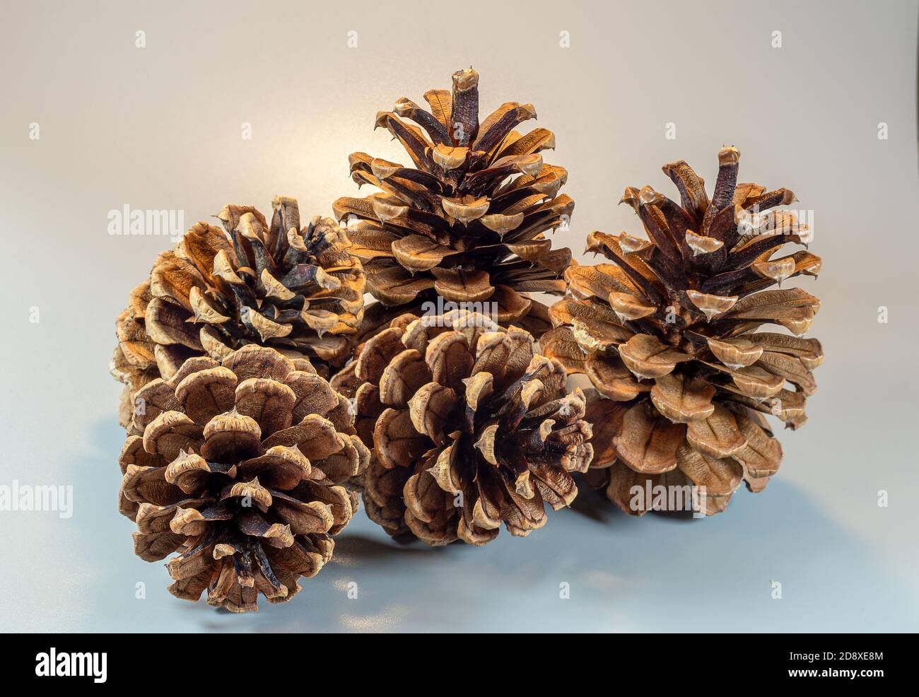 Pine cones isolated on light gray background Stock Photo