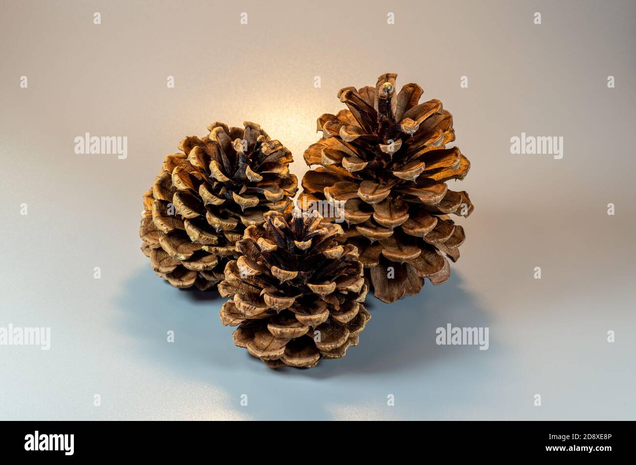 Pine cones isolated on light gray background Stock Photo