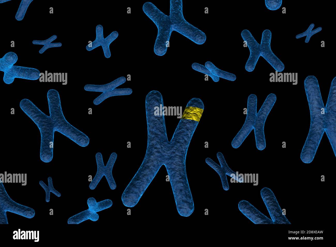Marked Chromosome Stock Photo