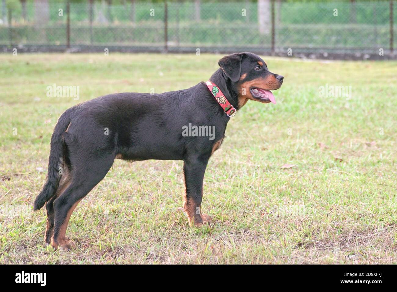 Portrait of a handsome Rottweiler dog, side view. Stock Photo