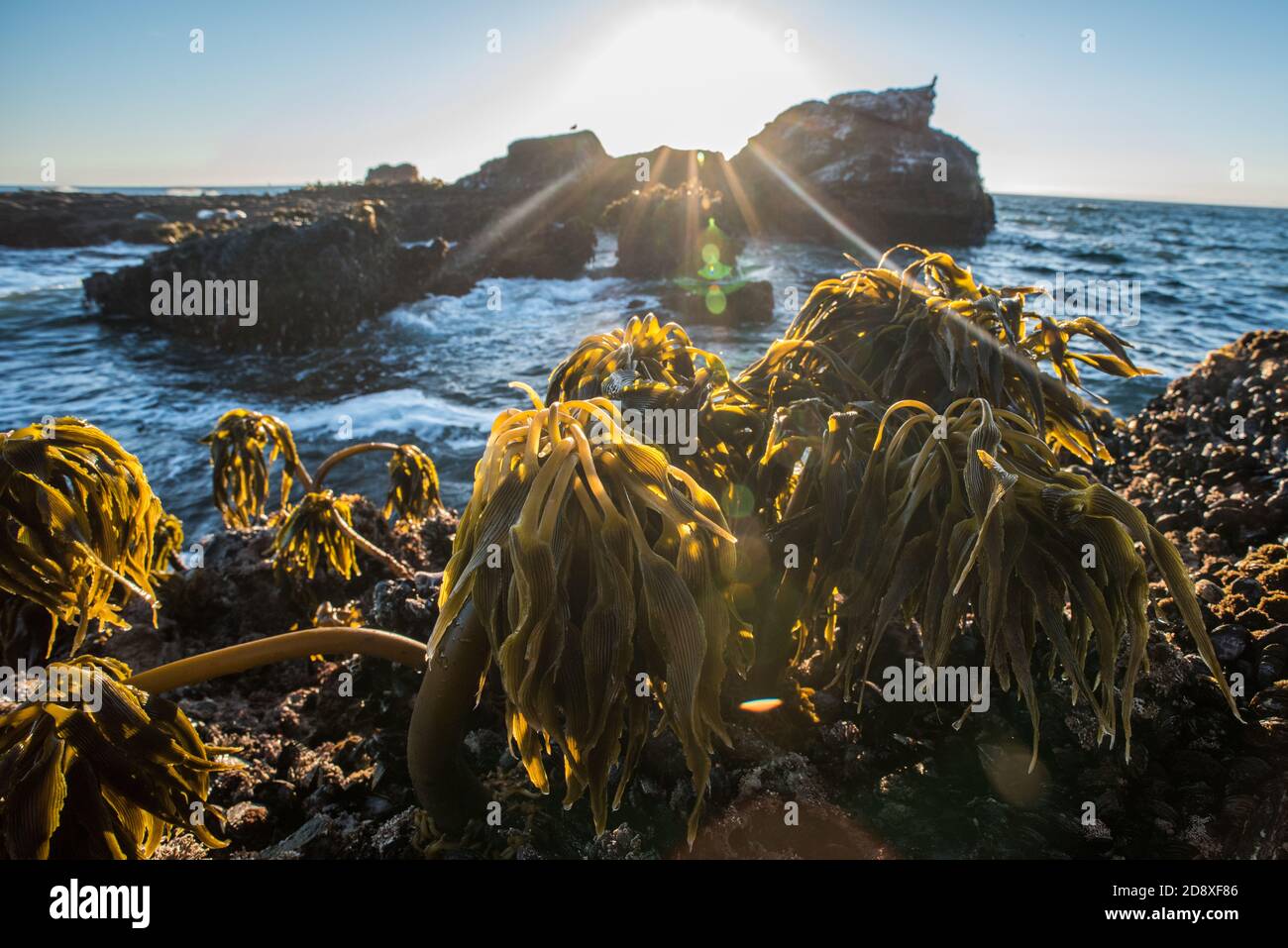 Postelsia palmaeformis, known as sea palm is a type of kelp that can be found growing in the intertidal zone of the rocky shoreline in California. Stock Photo