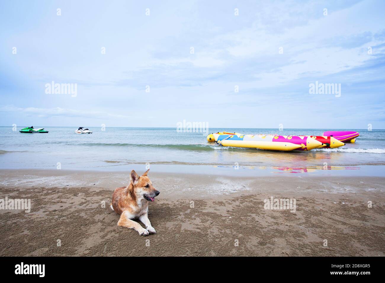 Happy dog lay on the sand beach on sunny summer, adorable native brown
