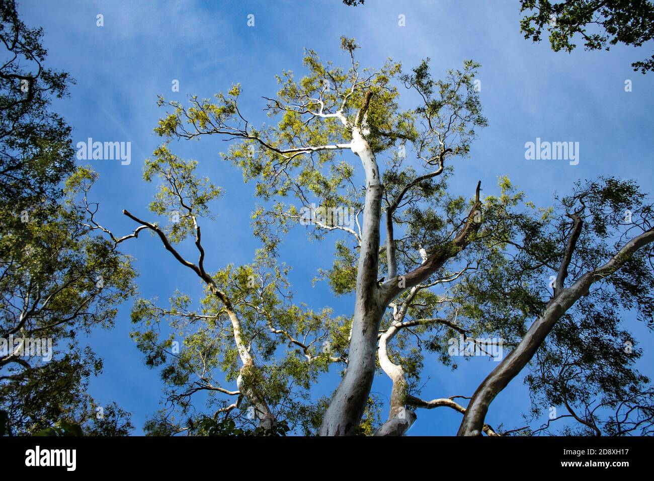 Branches of eucalyptus gum tree reaching upwards to blue sky background Stock Photo