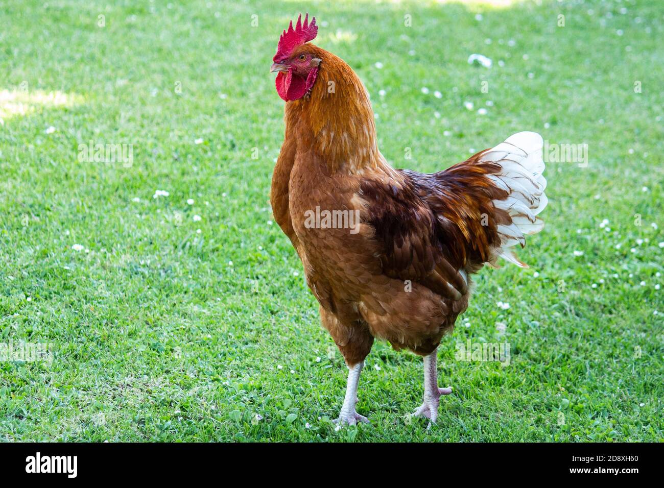 Red brown farmyard rooster chicken strutting on green grass Stock Photo