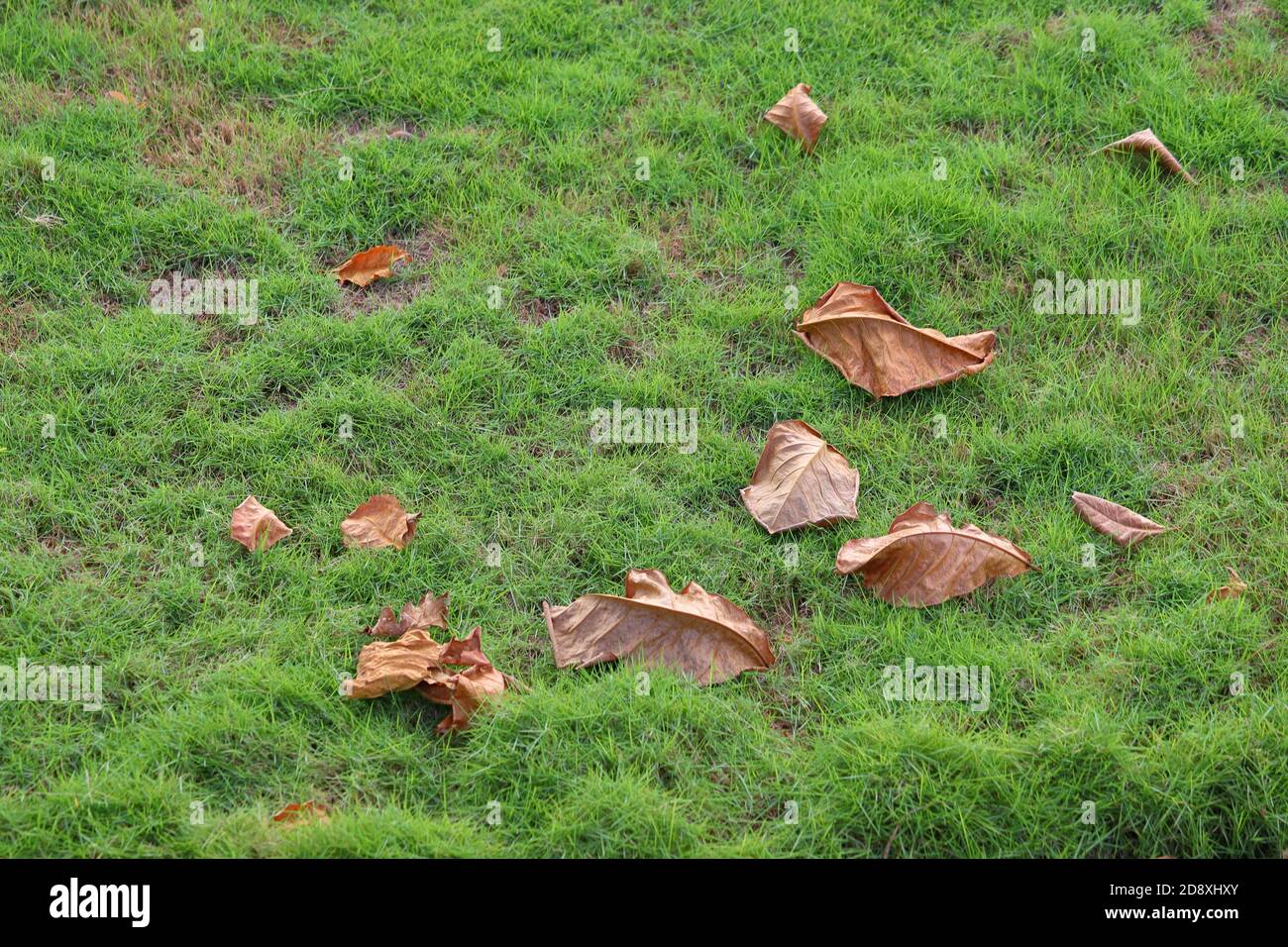 Autumn Field of fresh green grass in park Stock Photo