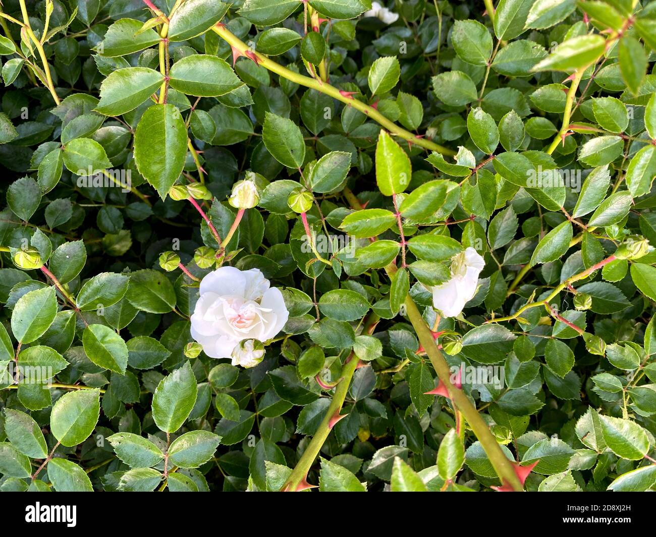 Compact White Roses Small white roses bushes blooming on the green leaves background in ...