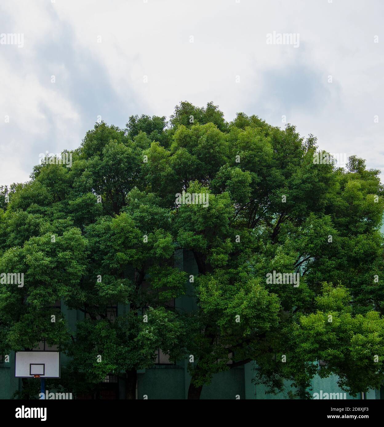 outdoor basketball goal backboard and blue pillar with tall green