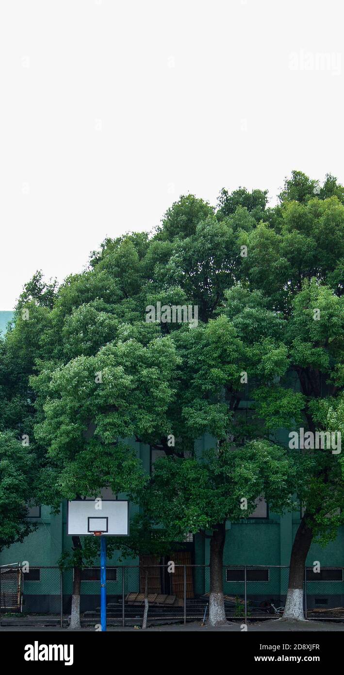 outdoor basketball goal backboard and blue pillar with tall green