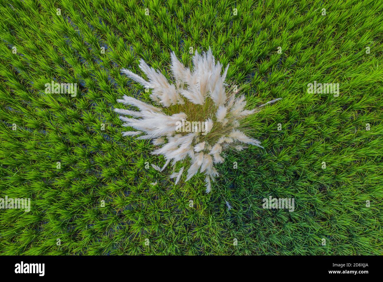 Aerial view of green paddy field at Lakshmipur in Bangladesh. Stock Photo