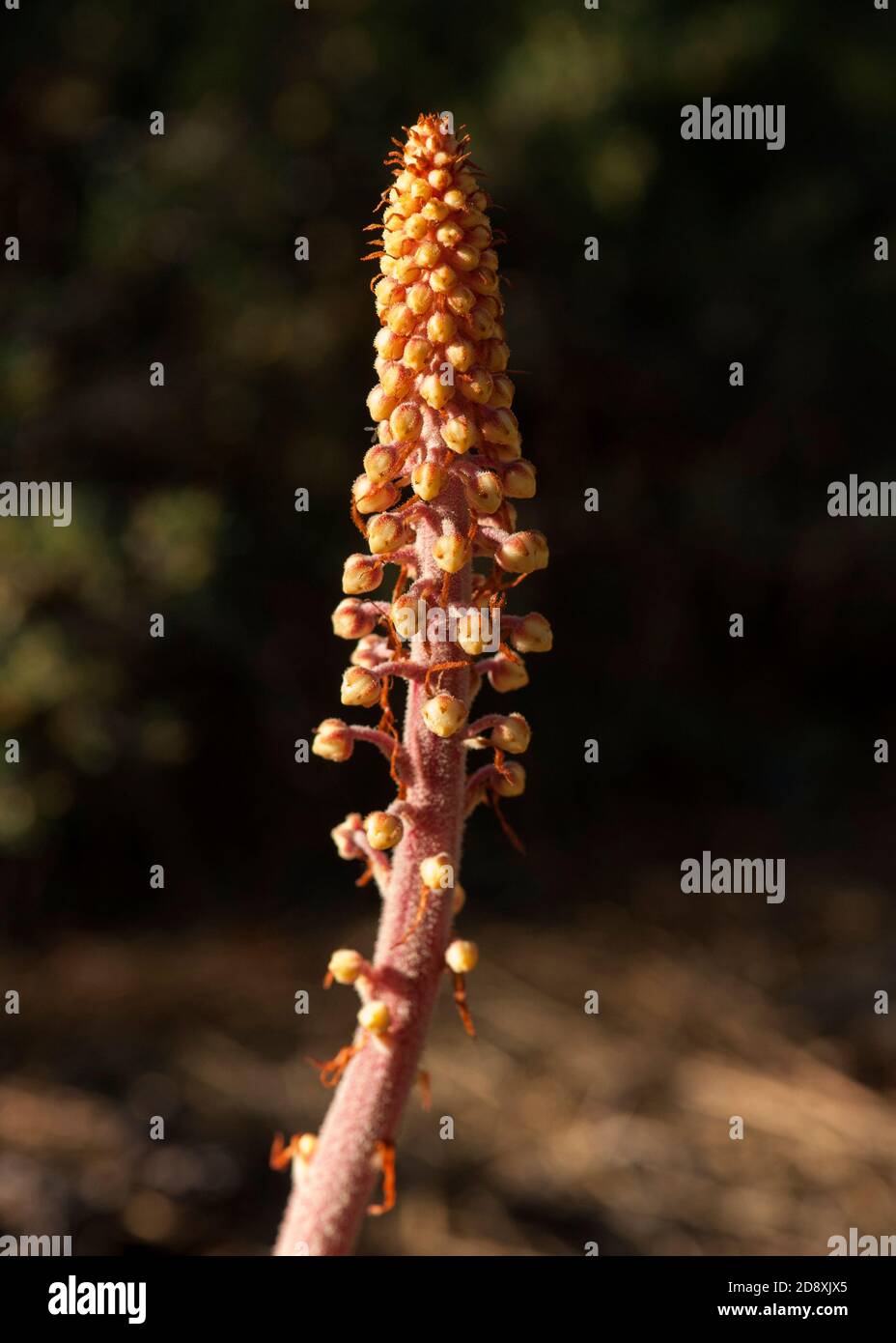 Pine-Drops (Pterospora andromedea), a parasitic plant with no chlorophyll. Feeds off a fungus that is symbiotic with pine trees. Stock Photo