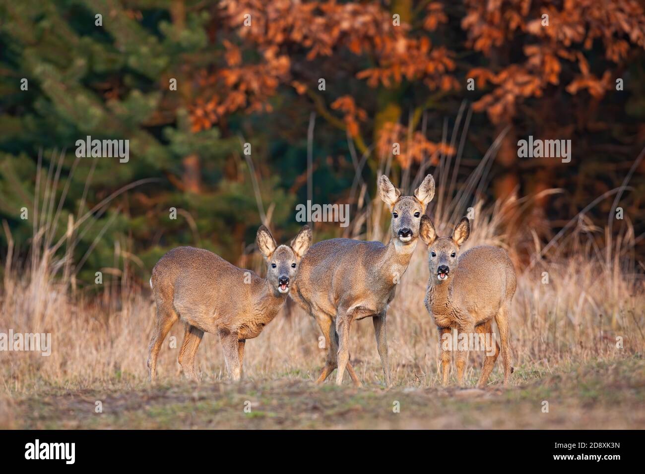 Herd of roe deer does standing on dry field in autumn Stock Photo