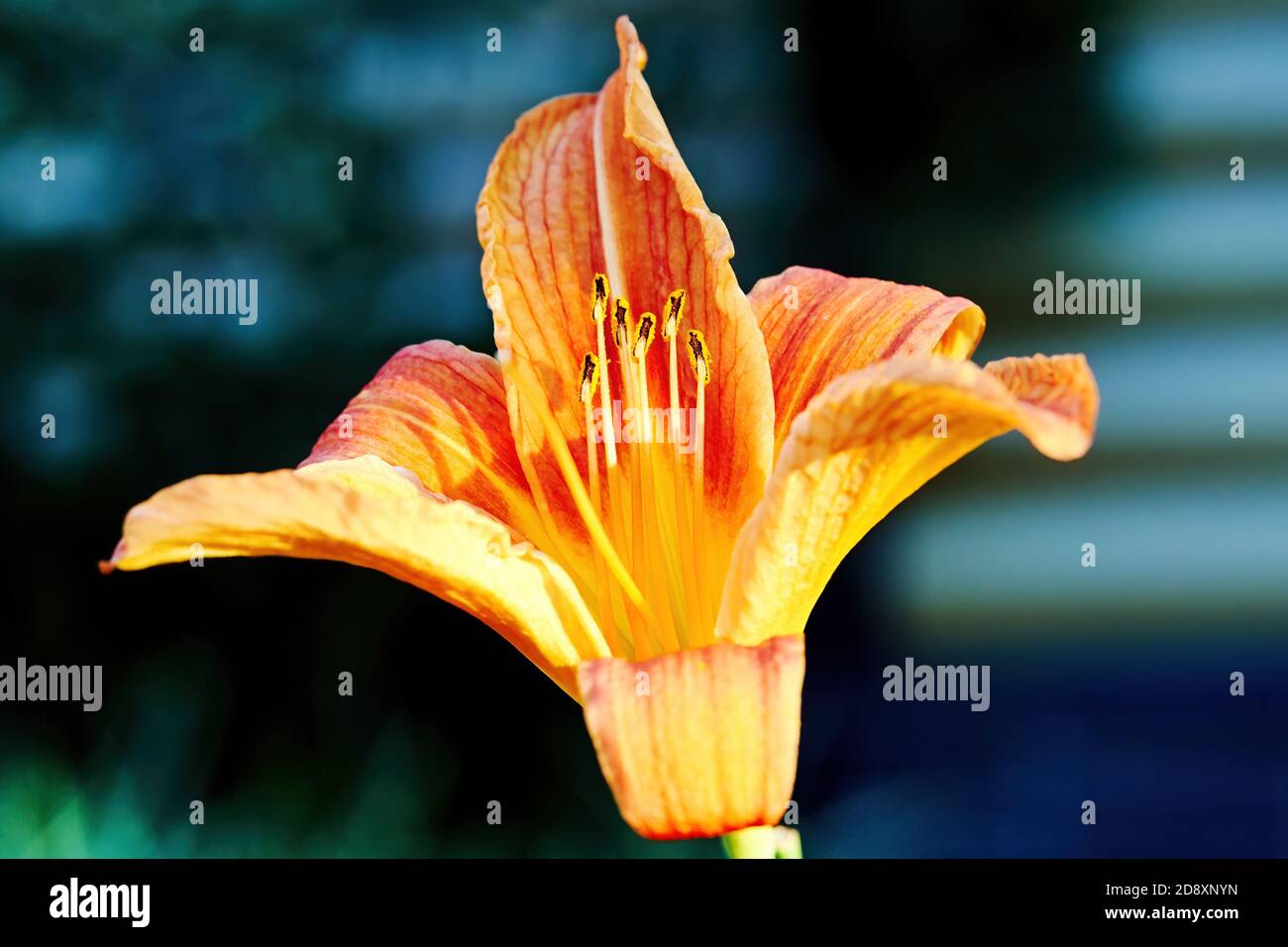Vivid orange lily flower with stamens in the garden with a blurred background. Floral and herbal backgrounds Stock Photo