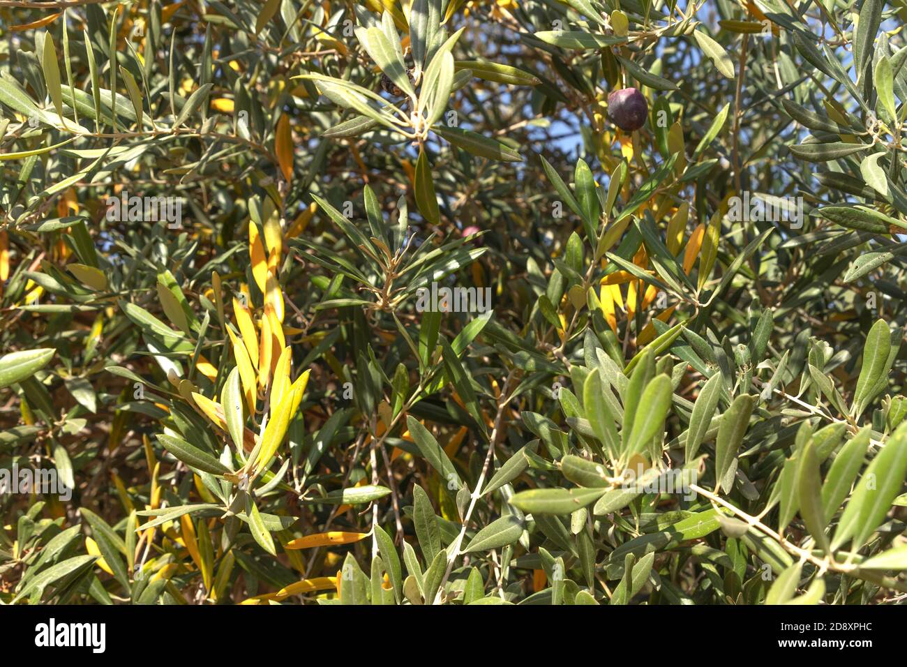 Olive foliage hi-res stock photography and images - Alamy