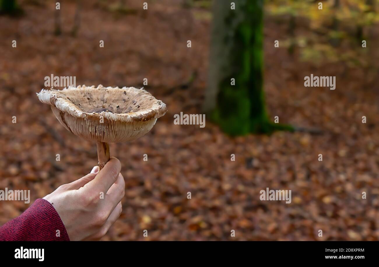 A big old parasol mushroom Stock Photo