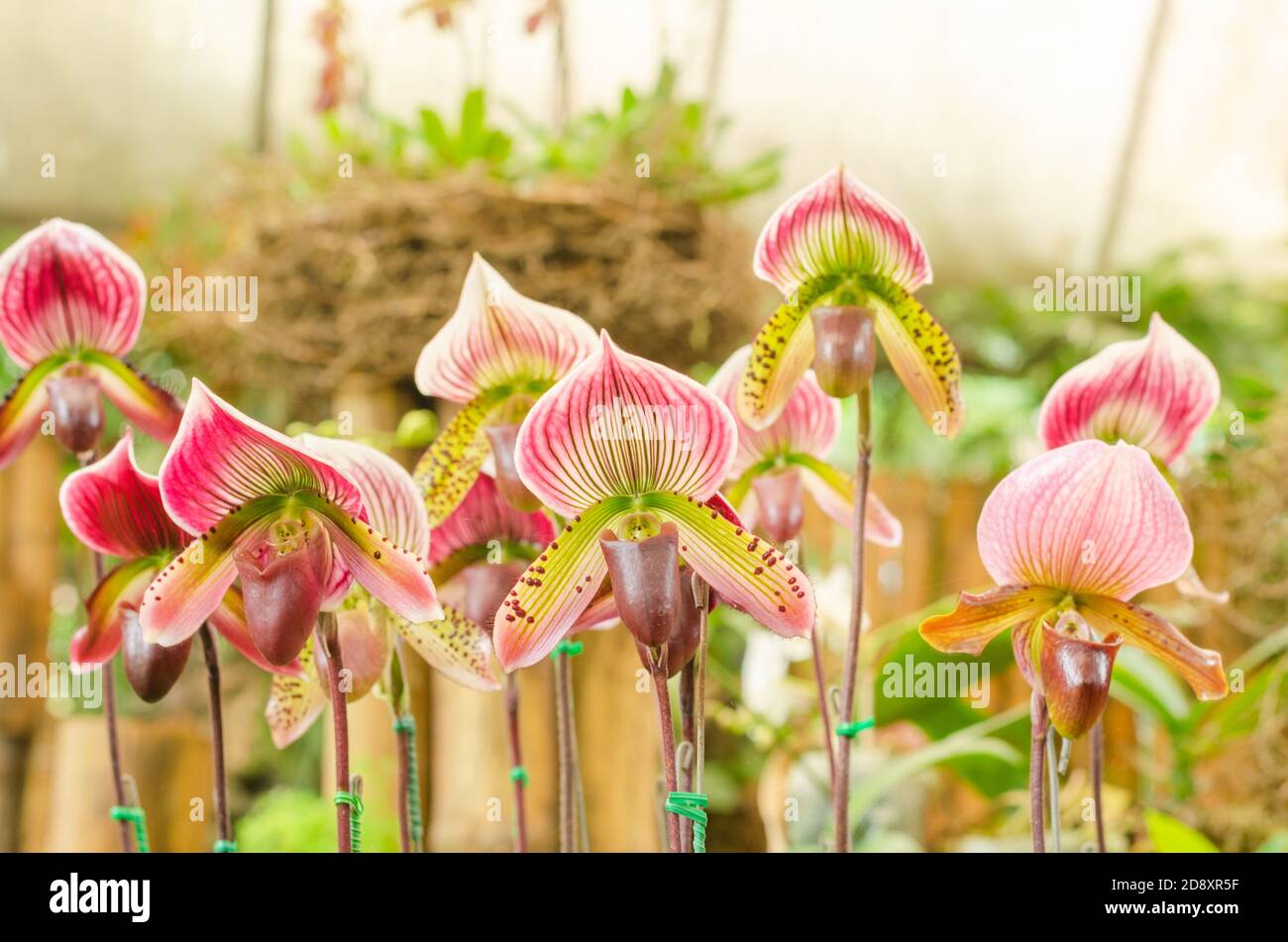 close up of beautiful paphiopedilum orchid, paphiopedilum spicerianum Stock Photo